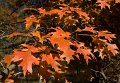 autumn 5